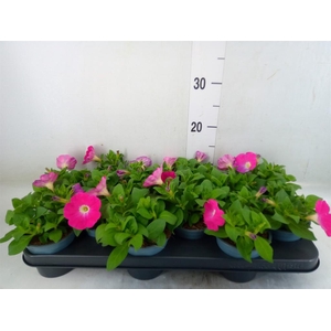 Petunia  'Potunia Piccola Hot Pink'