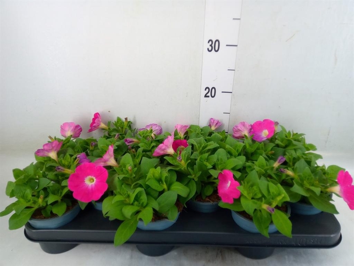 <h4>Petunia 'Potunia Piccola Hot Pink'</h4>