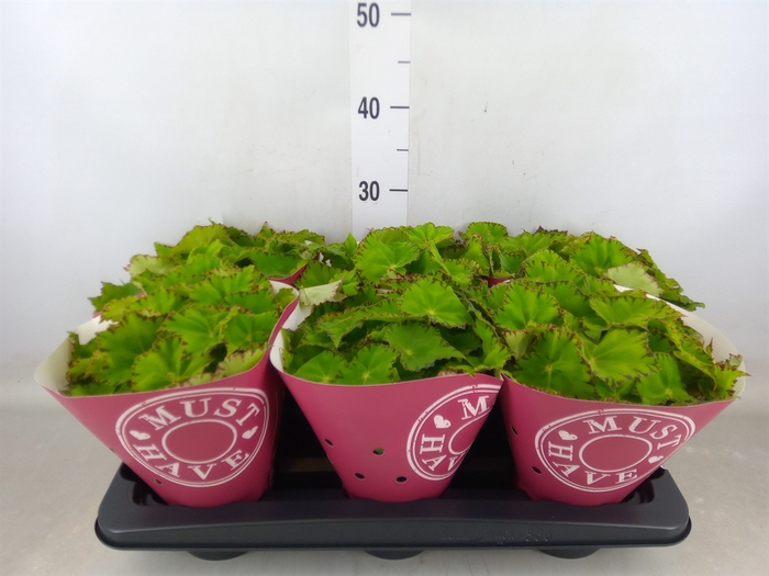<h4>Begonia BD 'Lime Fever'</h4>