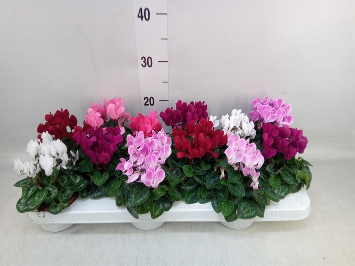 <h4>Cyclamen KL 'Verano'</h4>
