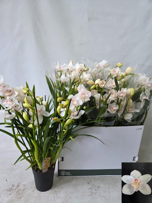 <h4>CYMB OVERIG</h4>