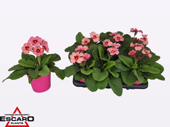 <h4>PRIM ELATIOR</h4>