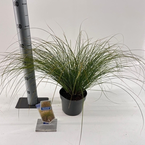 Carex testacea Prairie Fire Color G