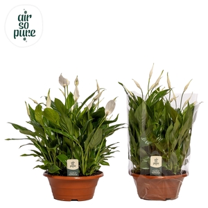 Spathiphyllum 23 cm Bellini schaal Air So Pure