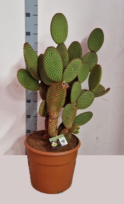 <h4>OPUNTIA</h4>