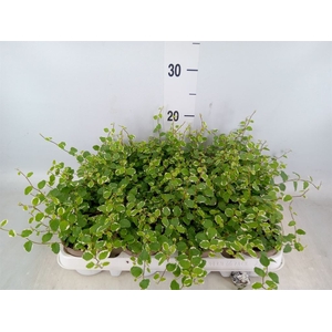 Ficus pumila 'White Sunny'