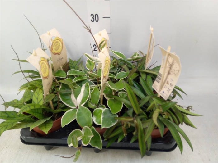 <h4>Hoya carnosa</h4>