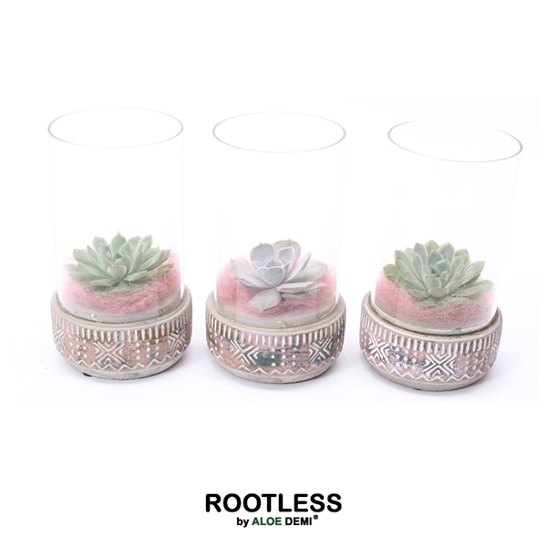 <h4>ROOTLESS Echeveria mix, Deer pot and glass pink</h4>