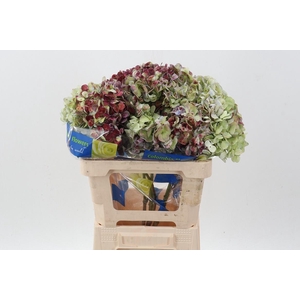 Hydr Antique Red Select