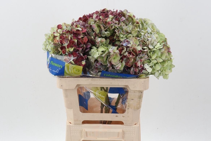 <h4>Hydr Antique Red Select</h4>