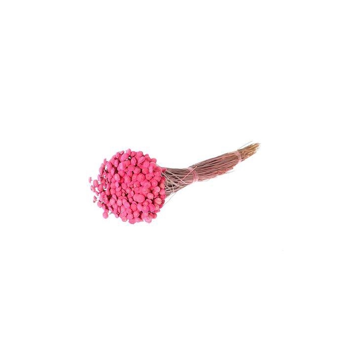 <h4>Bunch Batao Slv L55</h4>