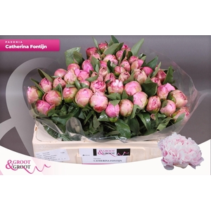 Paeonia Catherina Fontijn | Heavy Quality