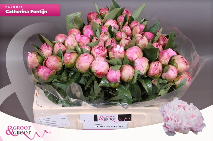 <h4>Paeonia Catherina Fontijn | Heavy Quality</h4>