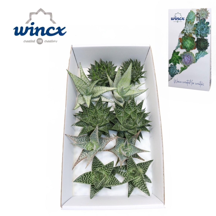 <h4>ALOE OV</h4>