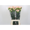 Dianthus St Novia
