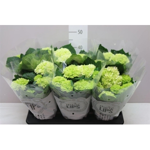 Hydrangea Schneeball 5-6 More Lips