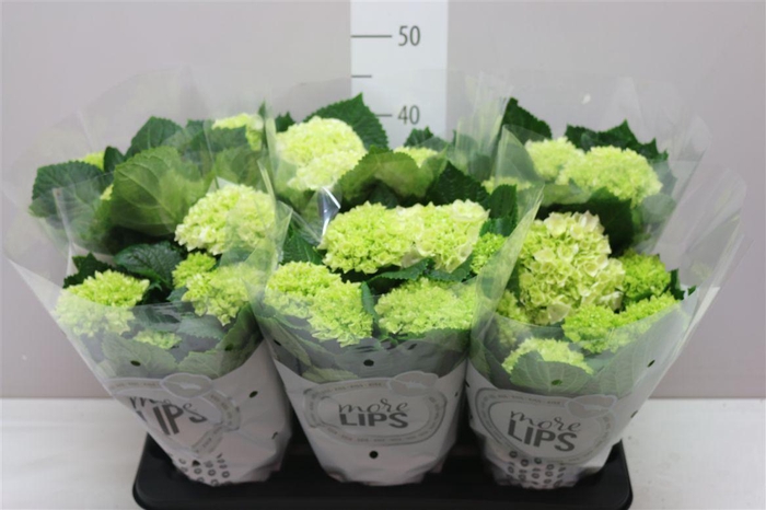 <h4>Hydrangea Schneeball 5-6 More Lips</h4>