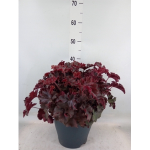 Heuchera   ...
