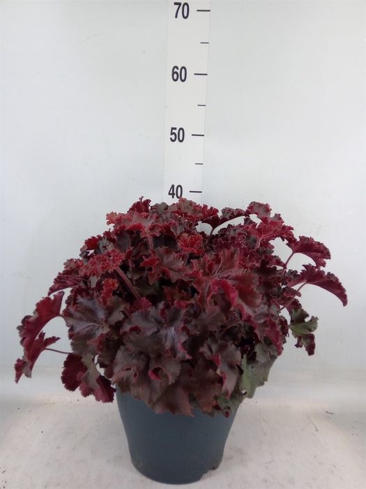 <h4>Heuchera   ...</h4>
