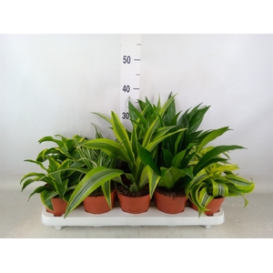 Dracaena   ...mix