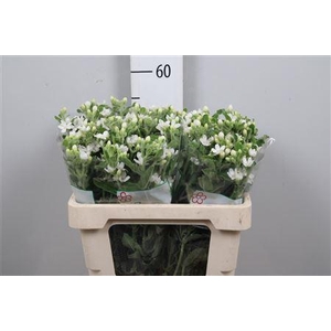 Oxy Co Perf Whi Harm