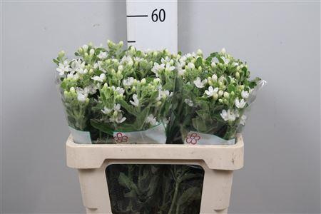 <h4>Oxy Co Perf Whi Harm</h4>