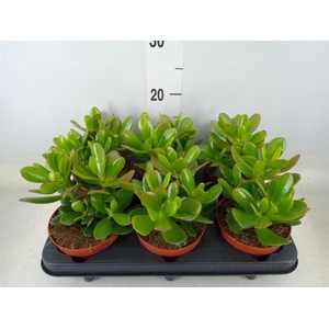 Crassula  'Magical Tree'