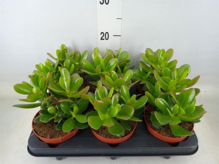<h4>Crassula  'Magical Tree'</h4>