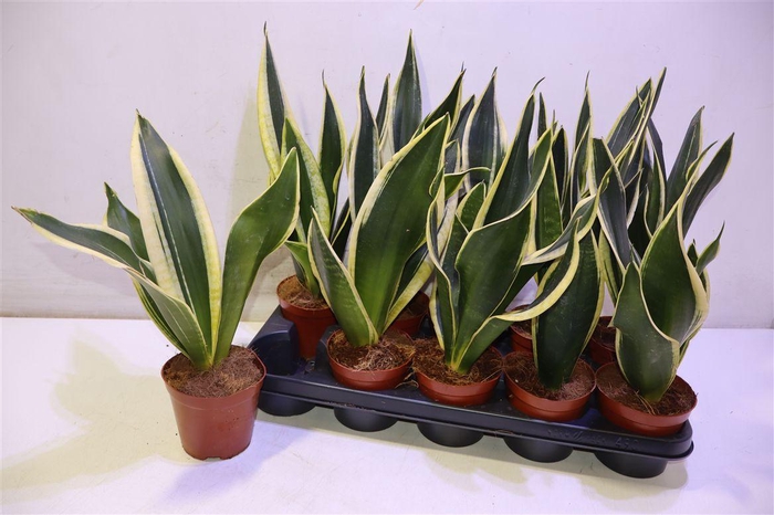 <h4>Sansev Black Gold</h4>