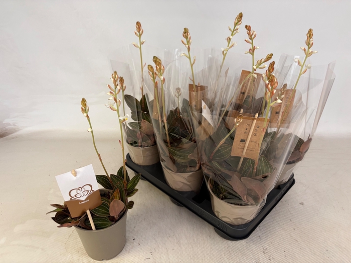 <h4>LUD DISCOLOR</h4>