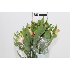 ALSTROEMERIA DIRTY DANCING 080 CM