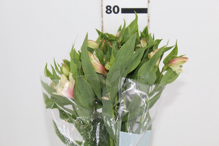 <h4>ALSTROEMERIA DIRTY DANCING 080 CM</h4>