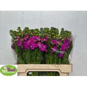 MATTH STOX DEEP ROSE