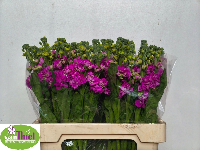 <h4>MATTH STOX DEEP ROSE</h4>