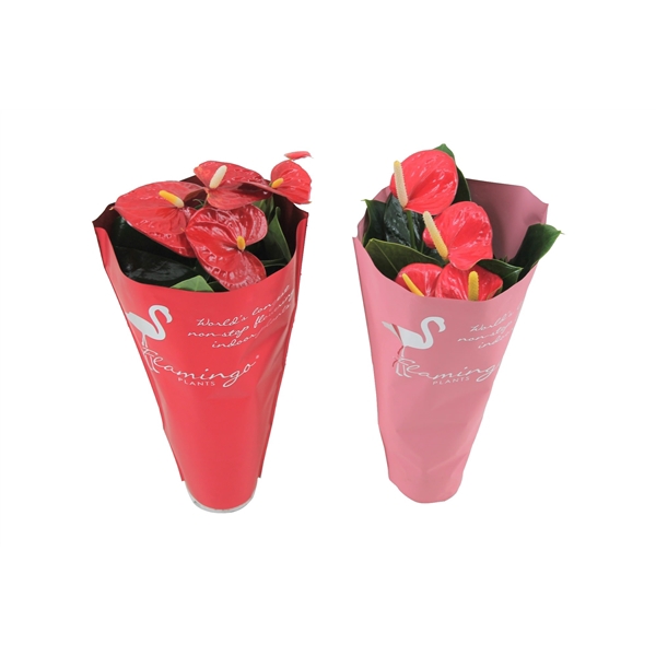 <h4>Anthurium Flamingomix 9cm rood/roze in sierhoes</h4>