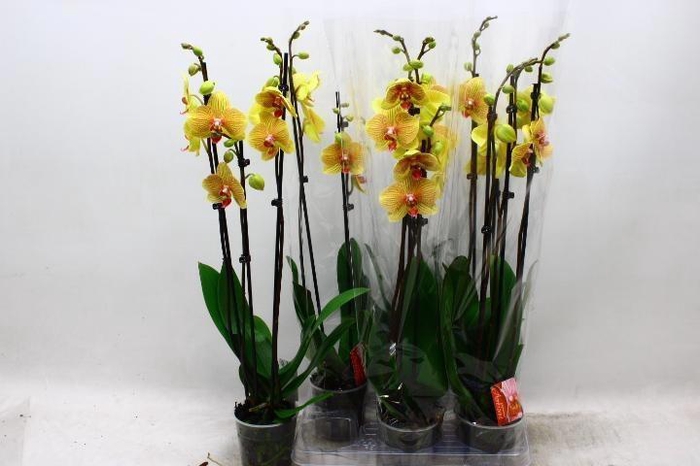 <h4>PHAL OV GEEL</h4>