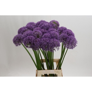 Allium Pinball Wizard