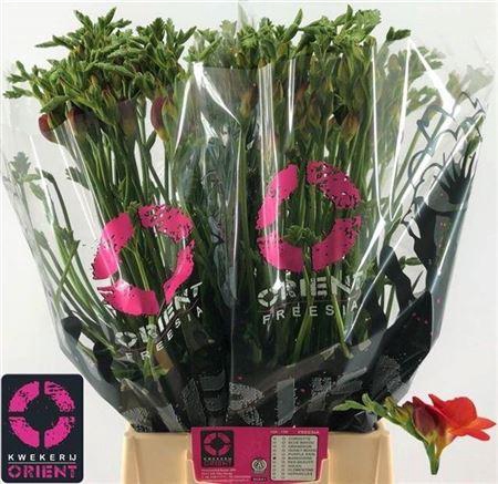 <h4>Fr Du Mandarine</h4>