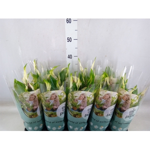 Spathiphyllum  'Bellini'