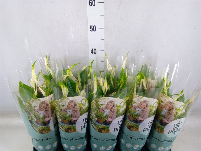 <h4>Spathiphyllum  'Bellini'</h4>