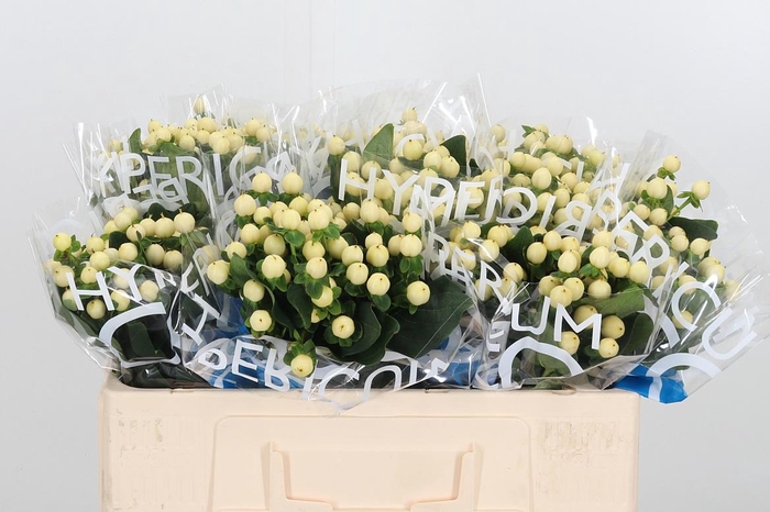 <h4>Hyp Coco Bellimo</h4>