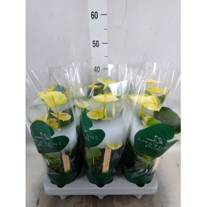 Anthurium andr. 'Vanilla'