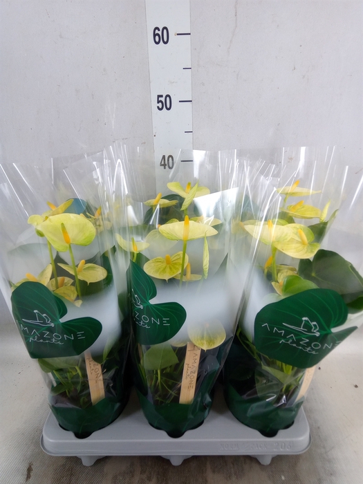 <h4>Anthurium andr. 'Vanilla'</h4>