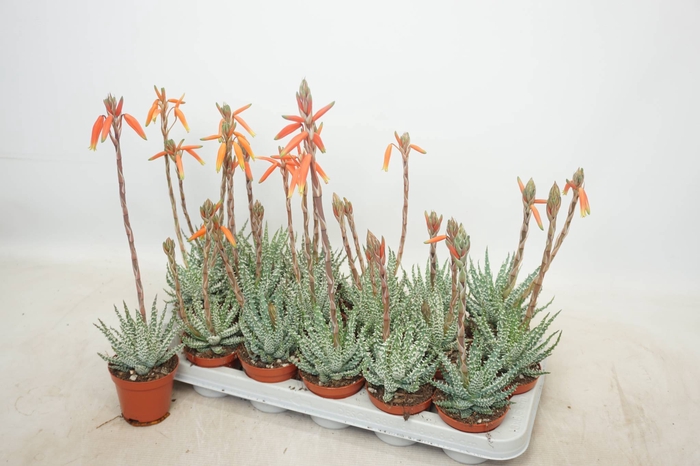 <h4>ALOE HUMILIS</h4>