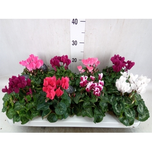 Cyclamen KL   ...patio