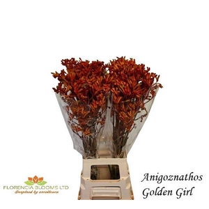 ANIGOZ GOLDEN GIRL