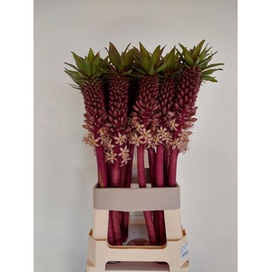 EUCOMIS OV
