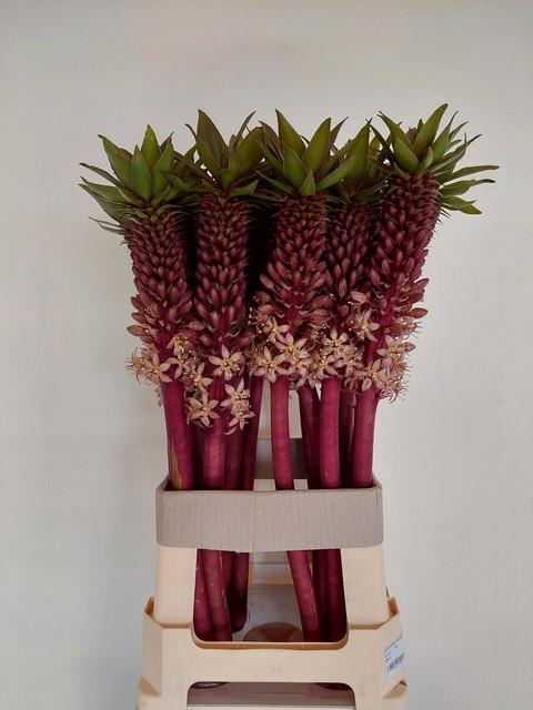 <h4>EUCOMIS OV</h4>