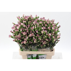 Dianthus TR 'Solomio Tino'