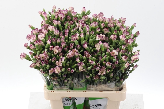 <h4>Dianthus TR 'Solomio Tino'</h4>